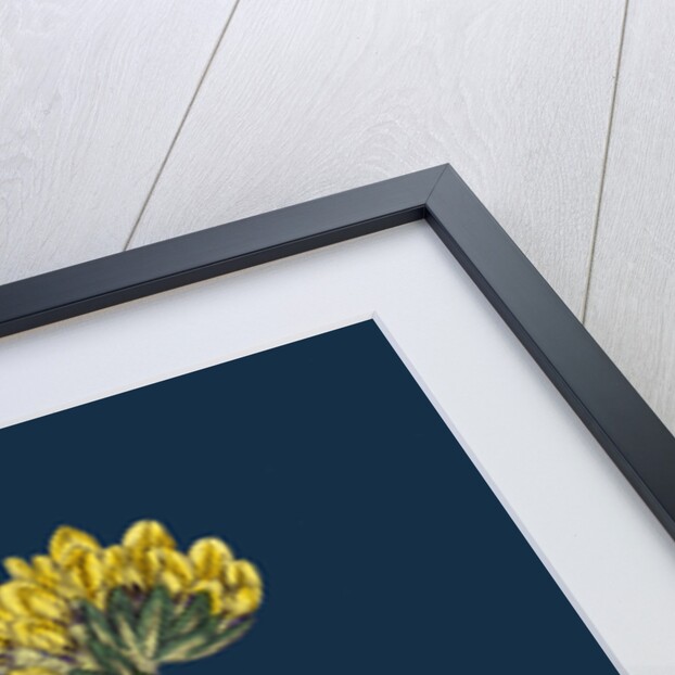 Anthyllis Vulneraria; Common Kidney Vetch by Anonymous