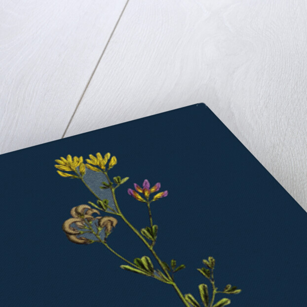 Medicago Sylvestris; Fries' Lucerne by Anonymous