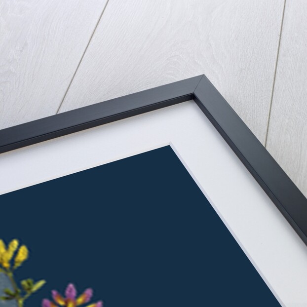 Medicago Sylvestris; Fries' Lucerne by Anonymous