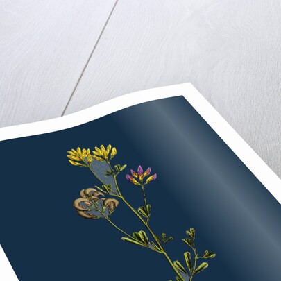 Medicago Sylvestris; Fries' Lucerne by Anonymous