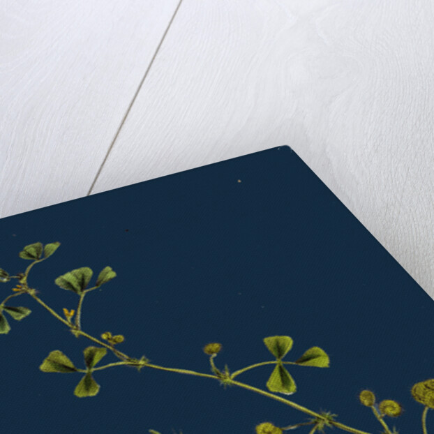 Medicago Denticulata; Reticulated Medick by Anonymous