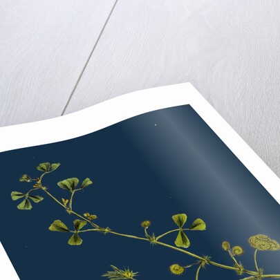 Medicago Denticulata; Reticulated Medick by Anonymous