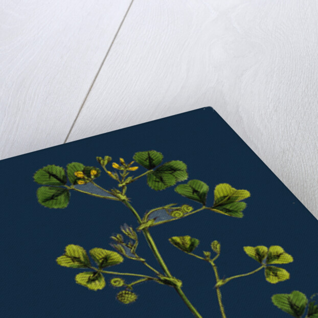 Medicago Maculata; Spotted Medick by Anonymous