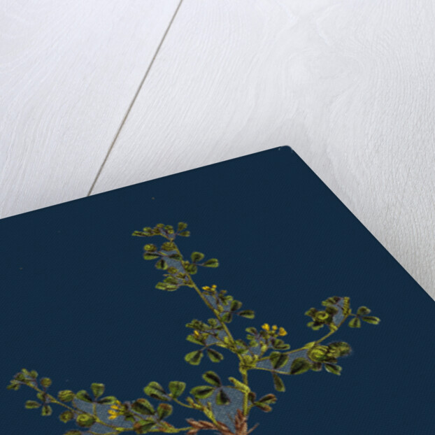 Medicago Minima; Little Bur Medick by Anonymous