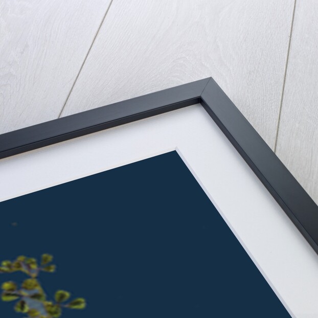 Medicago Minima; Little Bur Medick by Anonymous