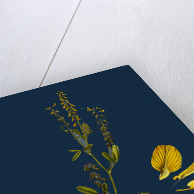 Melilotus Arvensis; Field Melilot by Anonymous