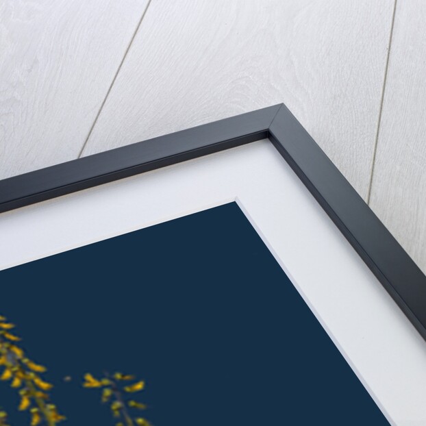 Melilotus Arvensis; Field Melilot by Anonymous