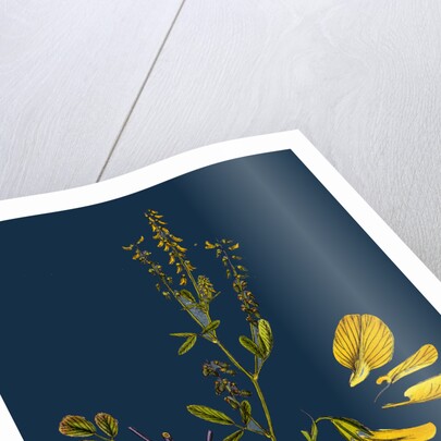 Melilotus Arvensis; Field Melilot by Anonymous