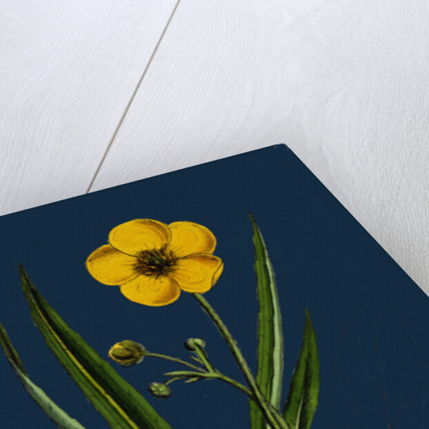 Ranunculus Lingua; Greater Spearwort by Anonymous