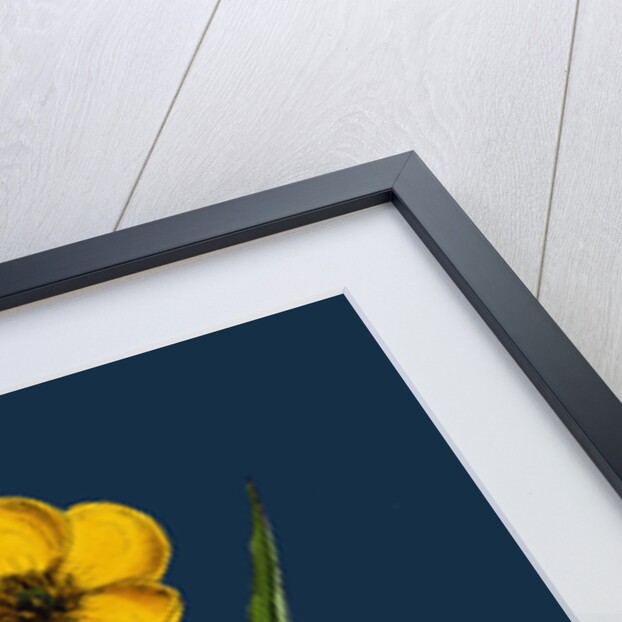 Ranunculus Lingua; Greater Spearwort by Anonymous