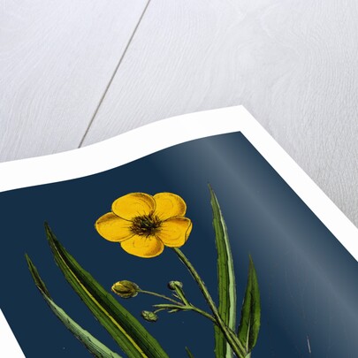 Ranunculus Lingua; Greater Spearwort by Anonymous