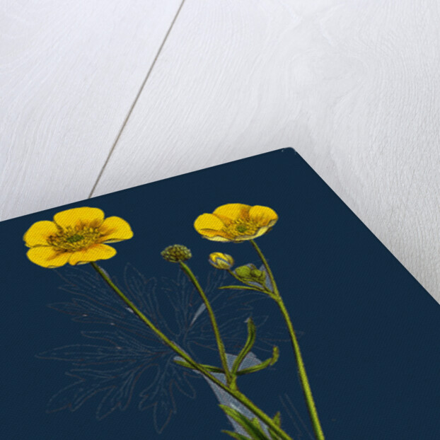 Ranunculus Eu-Acris; Upright Meadow Crowfoot by Anonymous