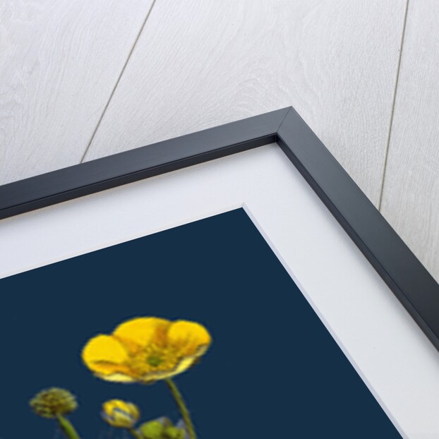 Ranunculus Eu-Acris; Upright Meadow Crowfoot by Anonymous