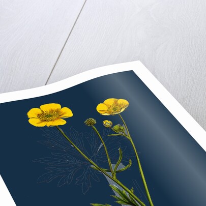 Ranunculus Eu-Acris; Upright Meadow Crowfoot by Anonymous