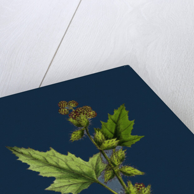 Xanthium Strumarium; Common Bur-Marygold by Anonymous