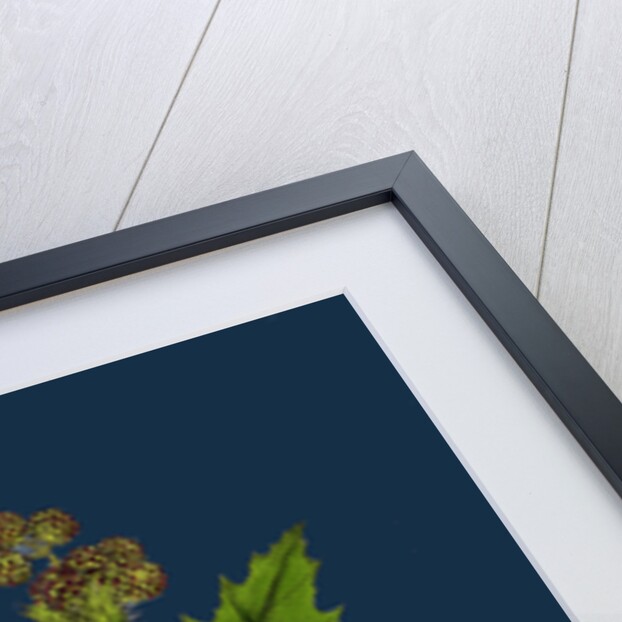 Xanthium Strumarium; Common Bur-Marygold by Anonymous