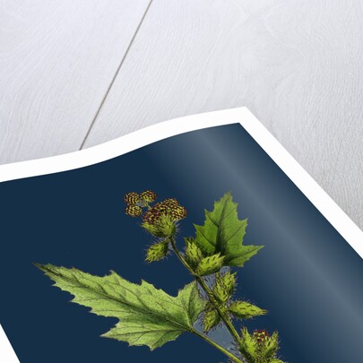 Xanthium Strumarium; Common Bur-Marygold by Anonymous