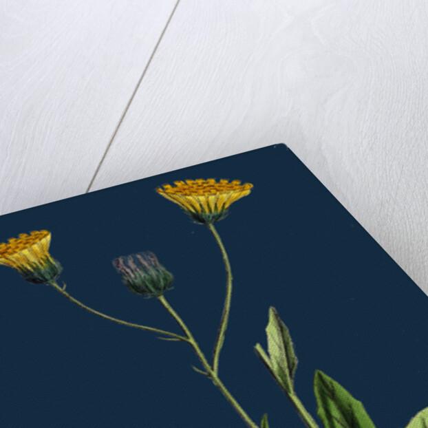 Hieracium Gothicum; Naked-Headed Hawkweed by Anonymous