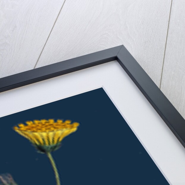 Hieracium Gothicum; Naked-Headed Hawkweed by Anonymous