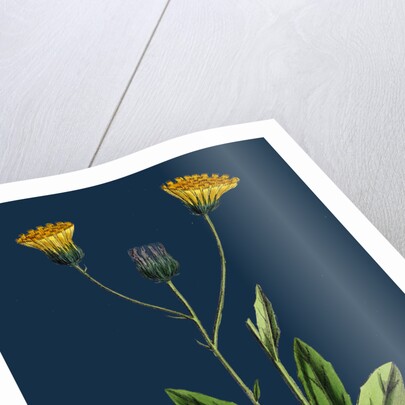 Hieracium Gothicum; Naked-Headed Hawkweed by Anonymous