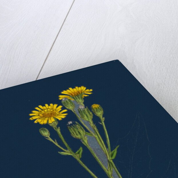 Hieracium Boreale; Broad-Leaved Hawkweed by Anonymous