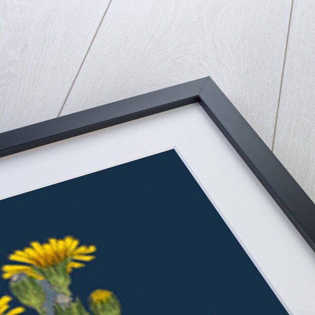 Hieracium Boreale; Broad-Leaved Hawkweed by Anonymous