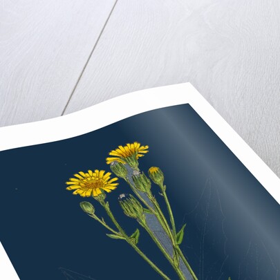 Hieracium Boreale; Broad-Leaved Hawkweed by Anonymous