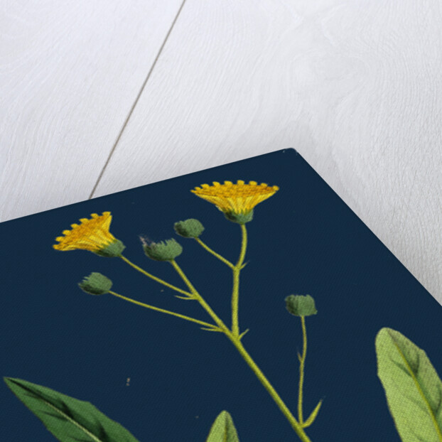 Hieracium Crocatum; Saffron Hawkweed by Anonymous