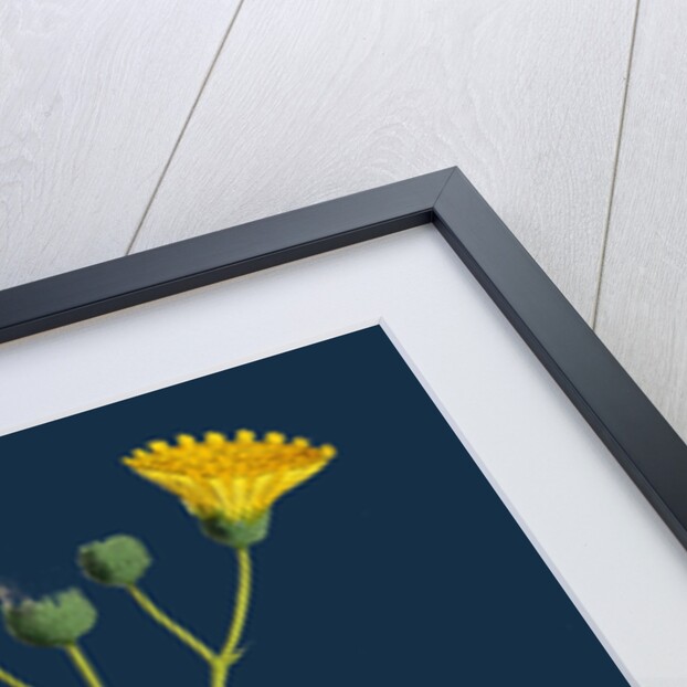 Hieracium Crocatum; Saffron Hawkweed by Anonymous