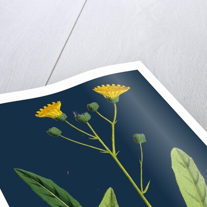 Hieracium Crocatum; Saffron Hawkweed by Anonymous