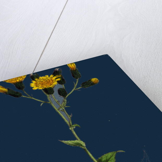 Hieracium Prenanthoides; Rough-Leaved Hawkweed by Anonymous