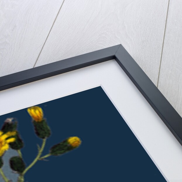 Hieracium Prenanthoides; Rough-Leaved Hawkweed by Anonymous