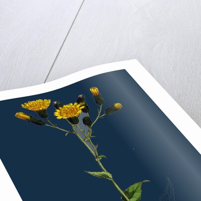 Hieracium Prenanthoides; Rough-Leaved Hawkweed by Anonymous