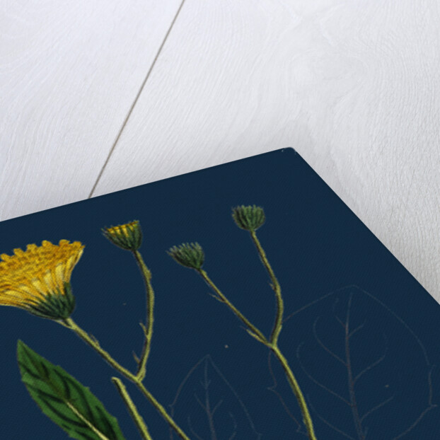 Hieracium Anglicum, Var. Genuinum; English Hawkweed, Var. A. by Anonymous