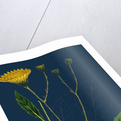 Hieracium Anglicum, Var. Genuinum; English Hawkweed, Var. A. by Anonymous