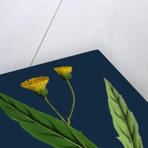 Hieracium Argenteum; Silvery Hawkweed by Anonymous