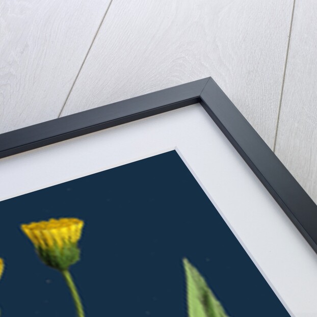 Hieracium Argenteum; Silvery Hawkweed by Anonymous