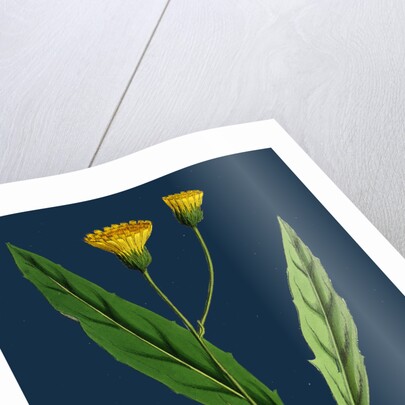 Hieracium Argenteum; Silvery Hawkweed by Anonymous