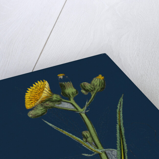 Sonchus Palustris; Marsh Sow-Thistle by Anonymous