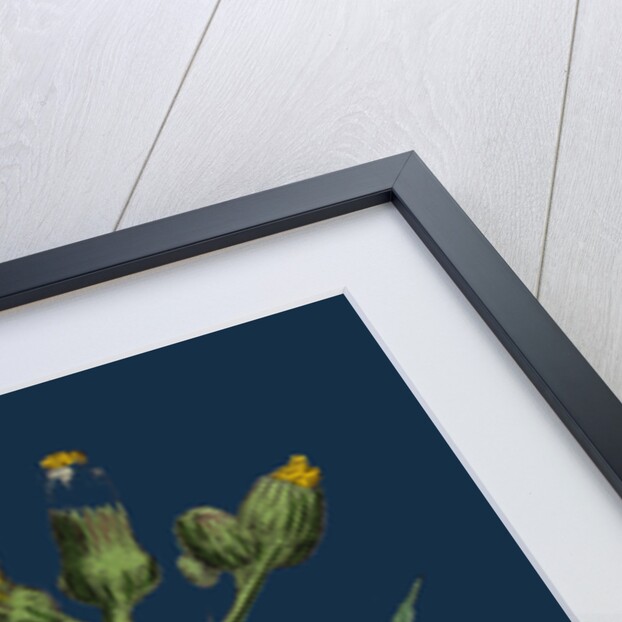 Sonchus Palustris; Marsh Sow-Thistle by Anonymous