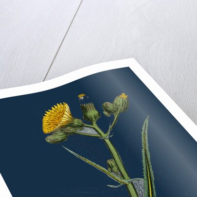 Sonchus Palustris; Marsh Sow-Thistle by Anonymous