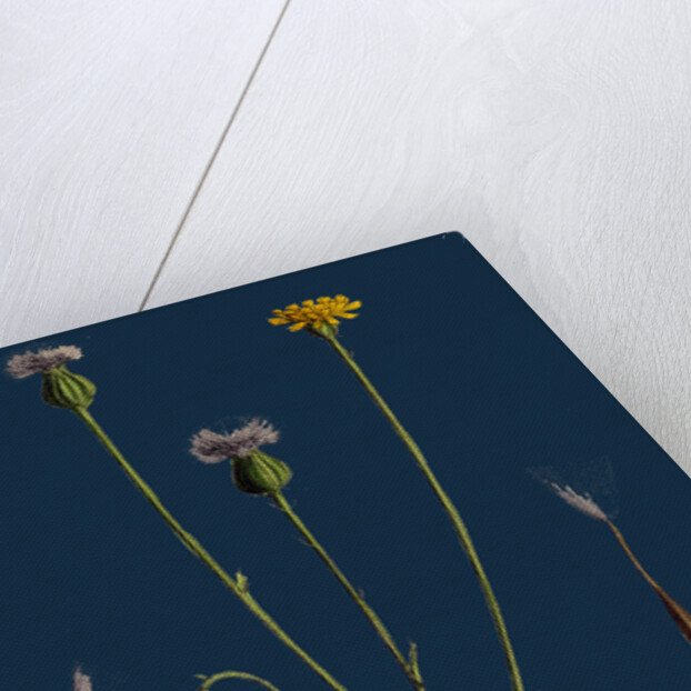 Crepis Foetida; Stinking Hawk's-Beard by Anonymous