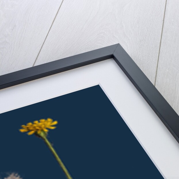 Crepis Foetida; Stinking Hawk's-Beard by Anonymous