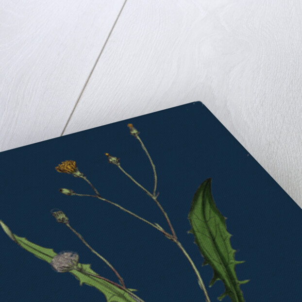 Crepis Virens; Smooth Hawk's-Beard by Anonymous