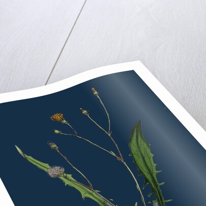 Crepis Virens; Smooth Hawk's-Beard by Anonymous