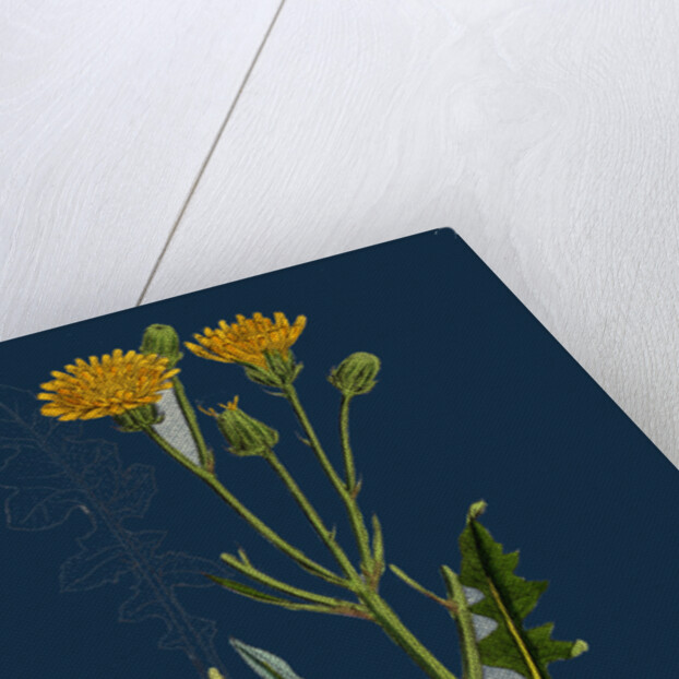 Crepis Biennis; Large Rough Hawk's-Beard by Anonymous