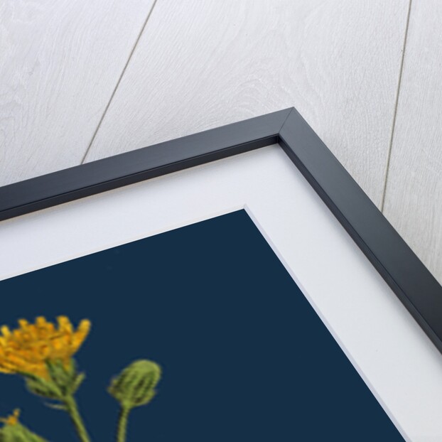 Crepis Biennis; Large Rough Hawk's-Beard by Anonymous