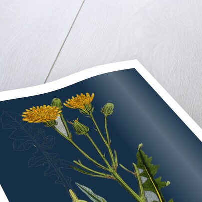 Crepis Biennis; Large Rough Hawk's-Beard by Anonymous