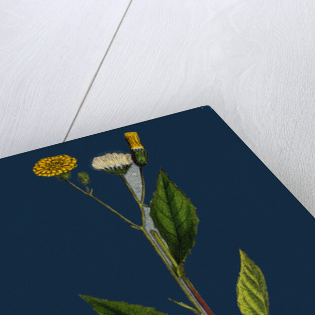 Crepis Paludosa; Marsh Hawk's-Beard by Anonymous