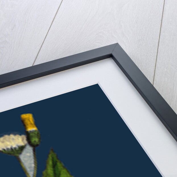 Crepis Paludosa; Marsh Hawk's-Beard by Anonymous